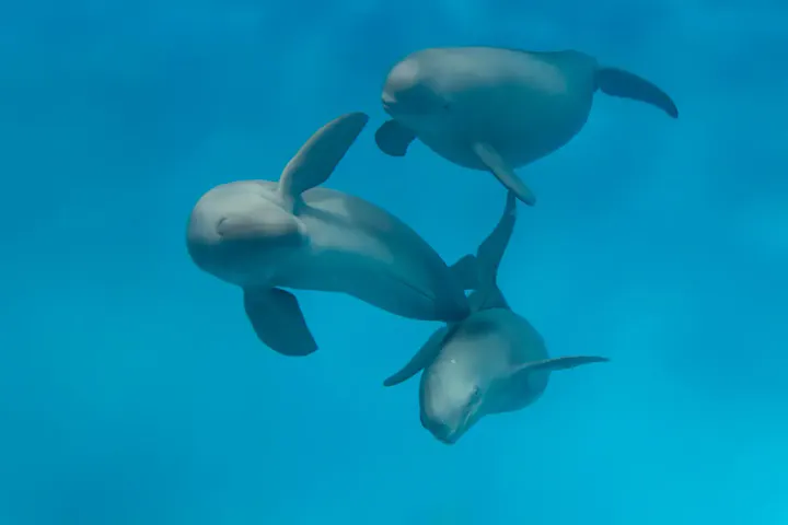瀬戸内海の生き物たちに出会える