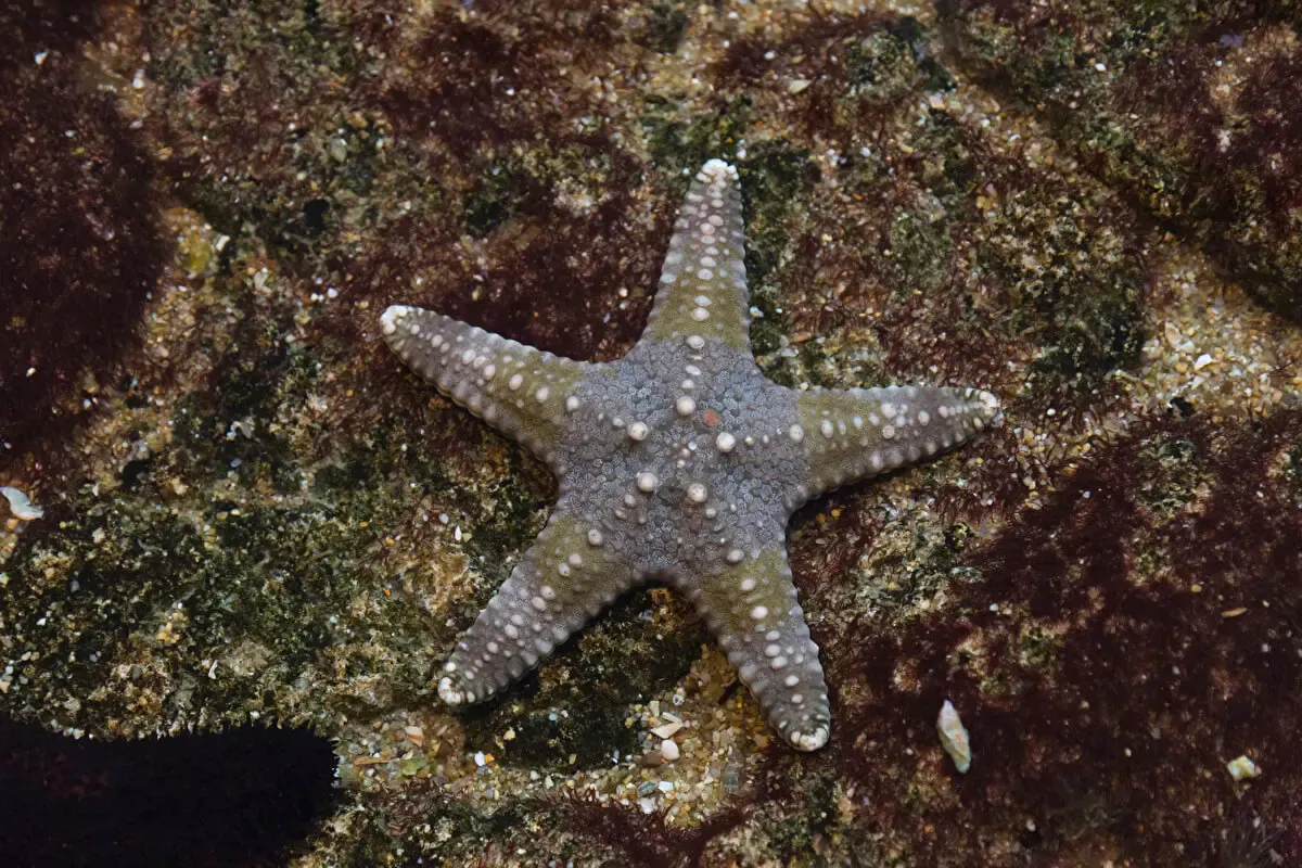 宮島水族館「みやじマリン」(写真 4)