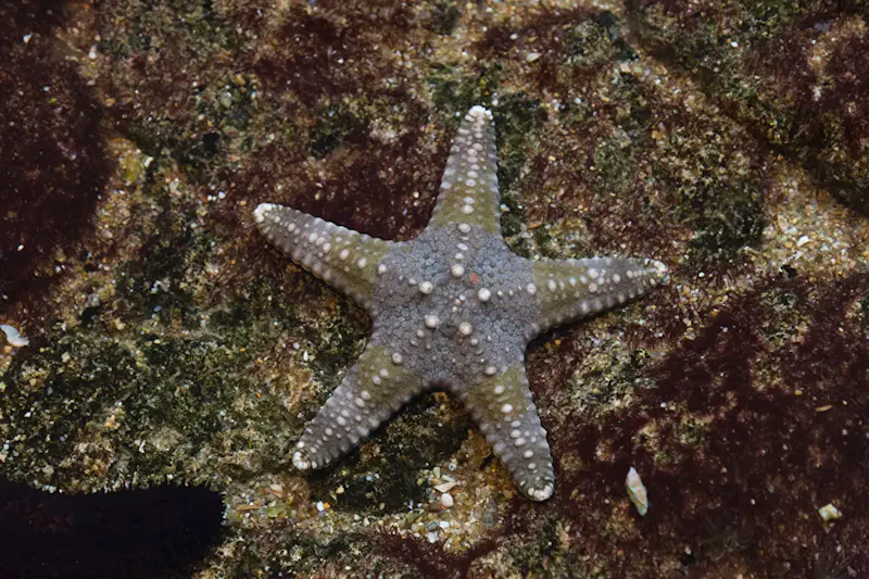 宮島水族館「みやじマリン」