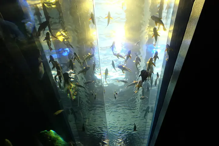 広島県内でも人気が高い水族館