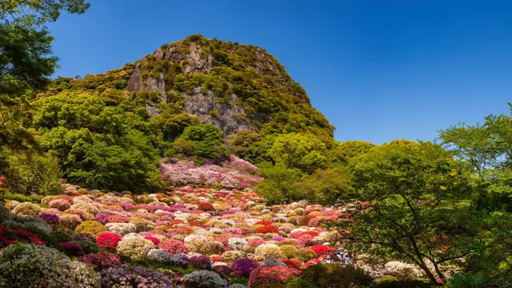 約20万本のつつじが咲き誇る御船山楽園