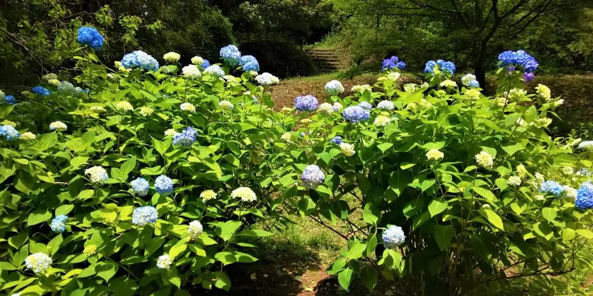きたがた四季の丘公園(写真 4)