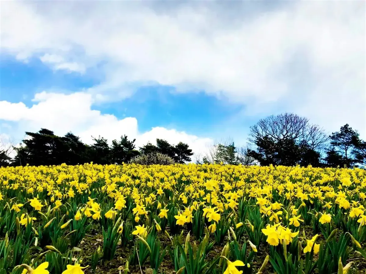 茨城県フラワーパーク（写真 3）
