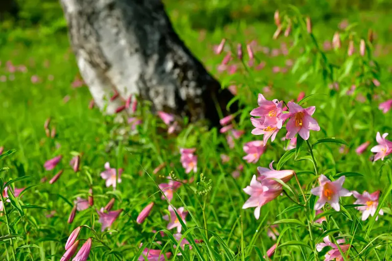 高清水自然公園