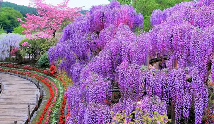 幻想的で美しい藤の花を見よう！