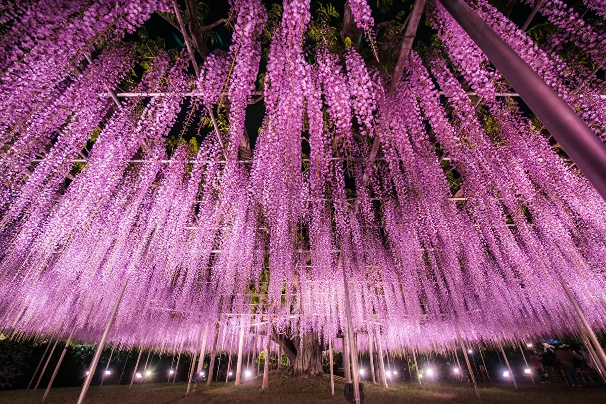 あしかがフラワーパーク