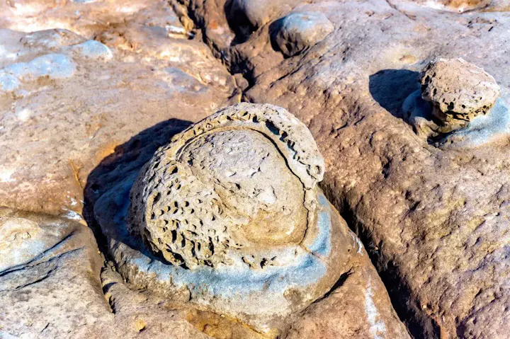 1600万年前の地層で化石探し！