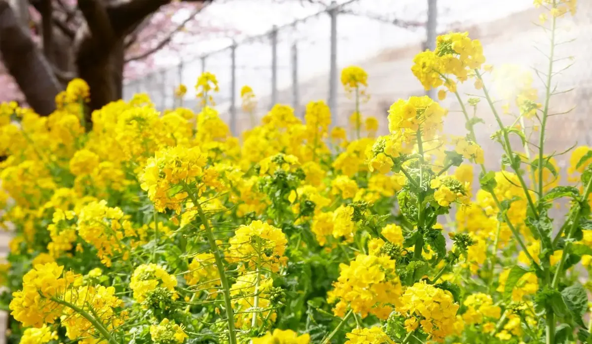 長井海の手公園 ソレイユの丘（写真 2）