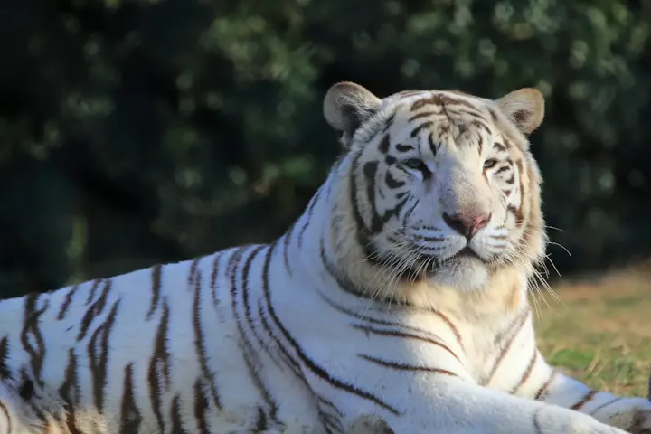 野生の動物達と触れ合えるサファリパーク！