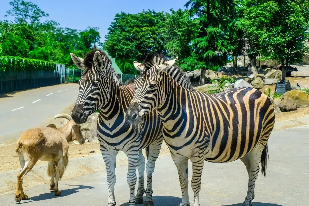 群馬サファリパーク（写真 2）