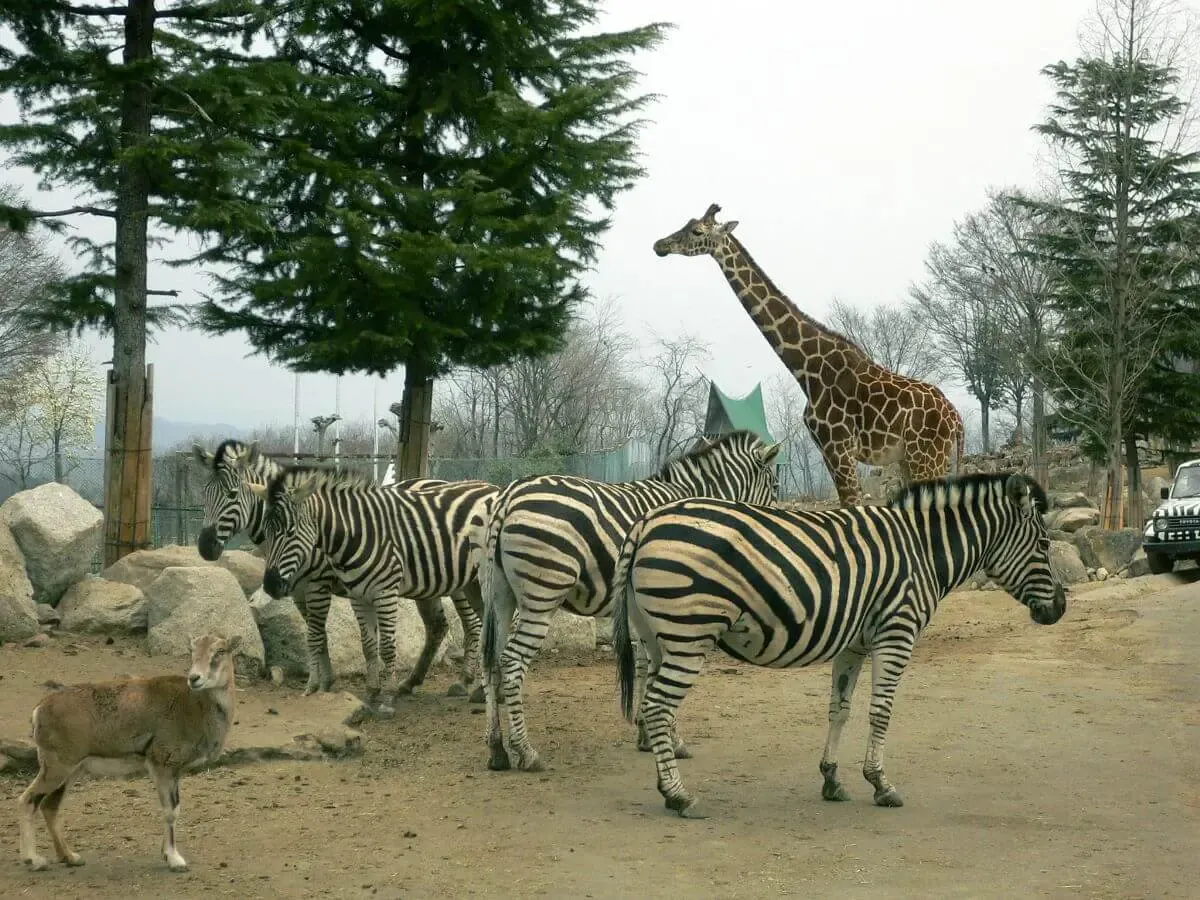 群馬サファリパーク（写真 3）