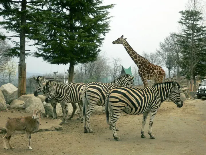 世界中の動物たちが暮らす様々なゾーン！