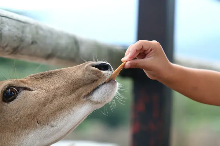 動物たちとのふれあいが楽しめるゾーン！