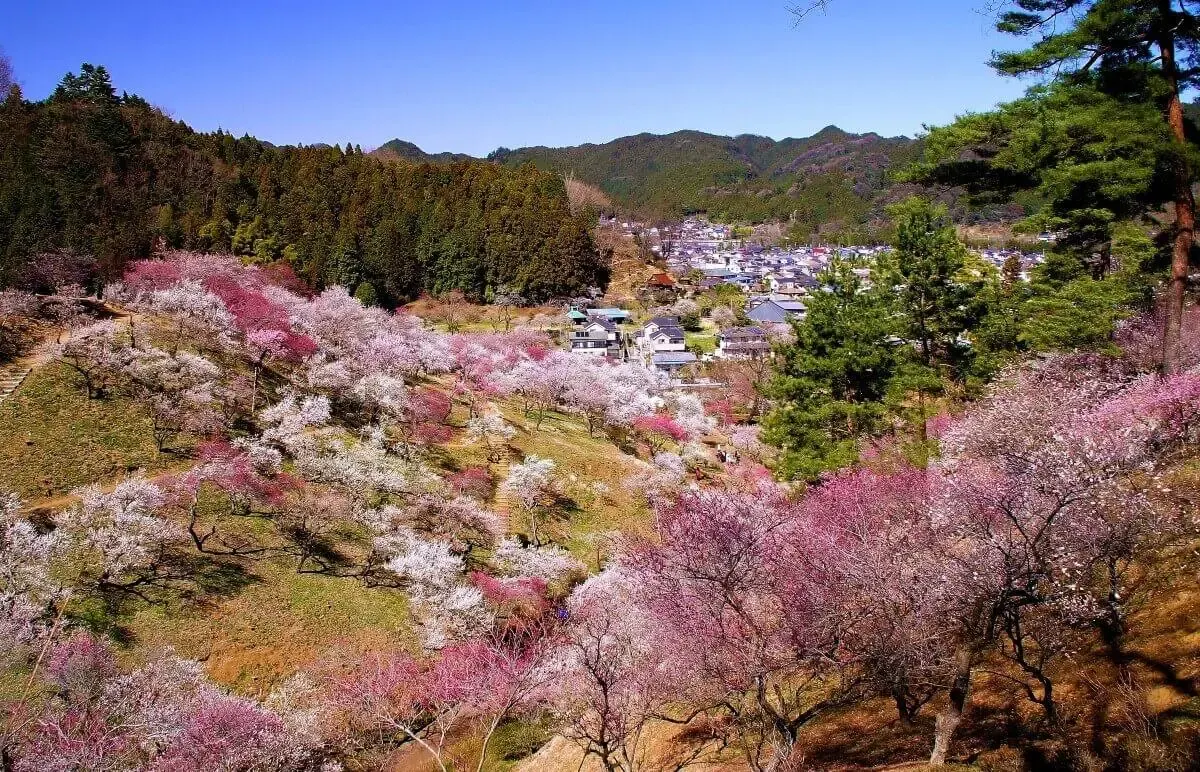 吉野梅郷