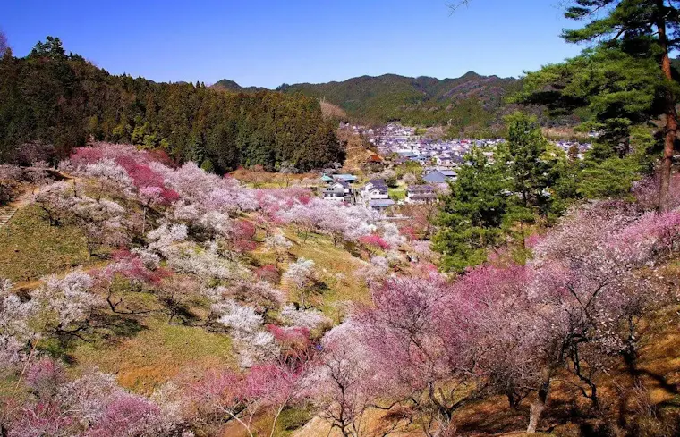 吉野梅郷