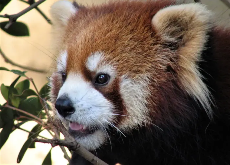 羽村市動物公園