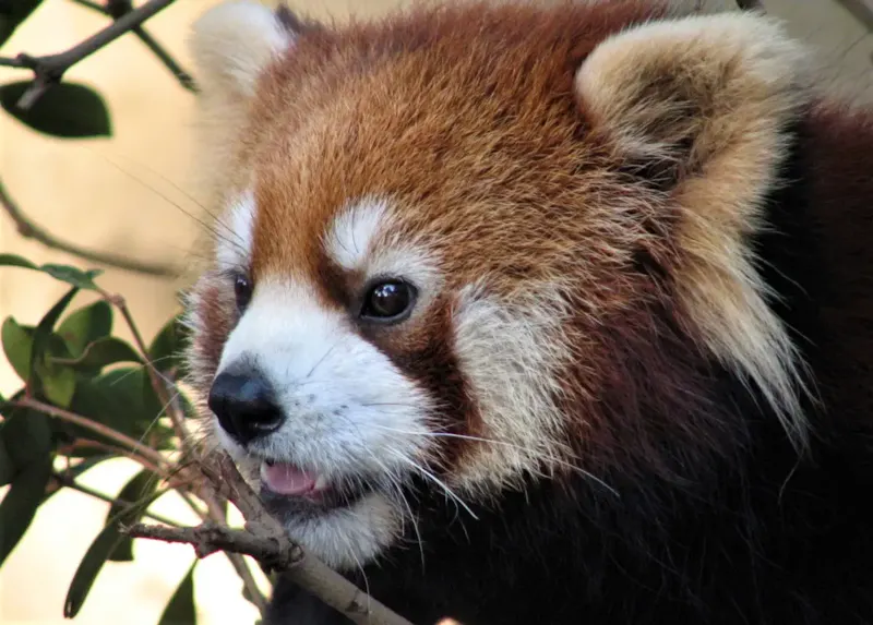 羽村市動物公園