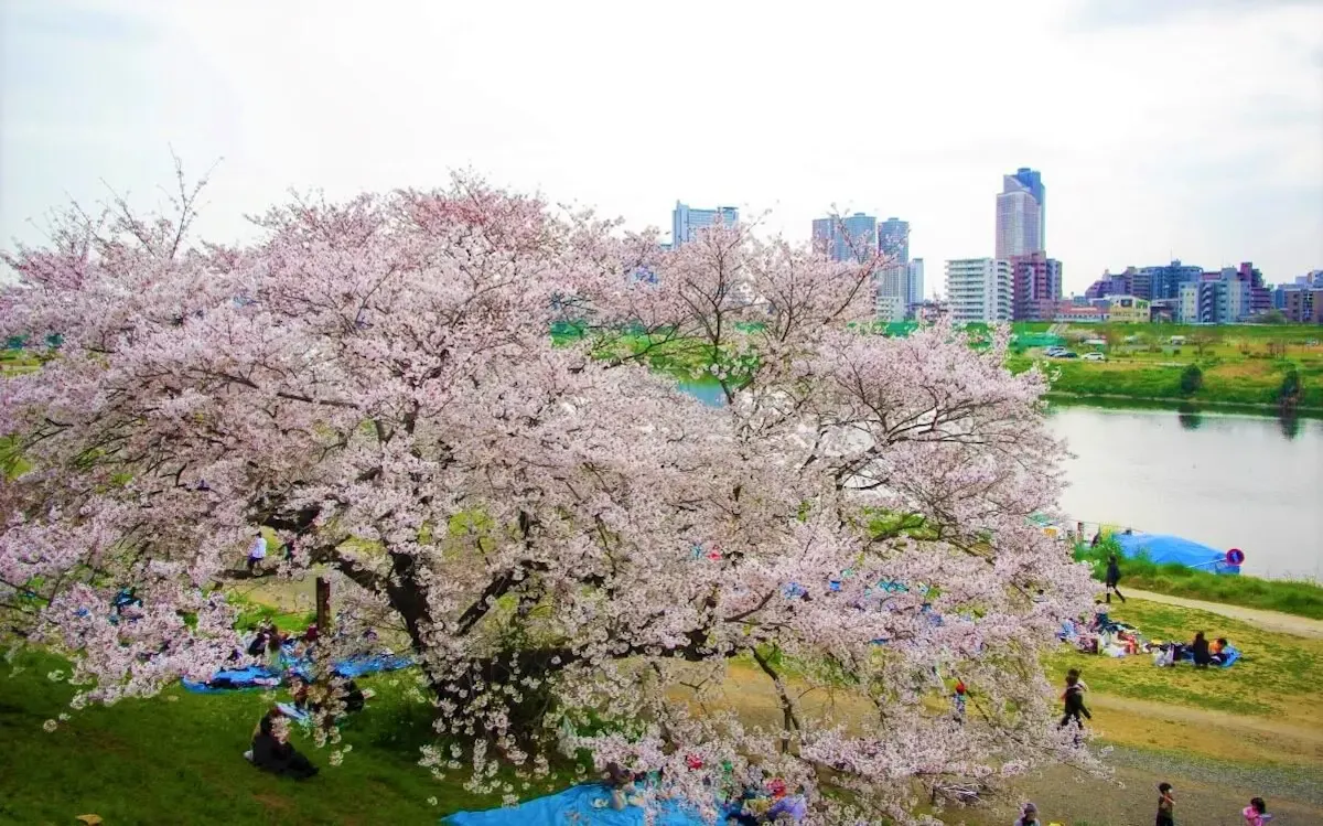多摩川(写真 2)