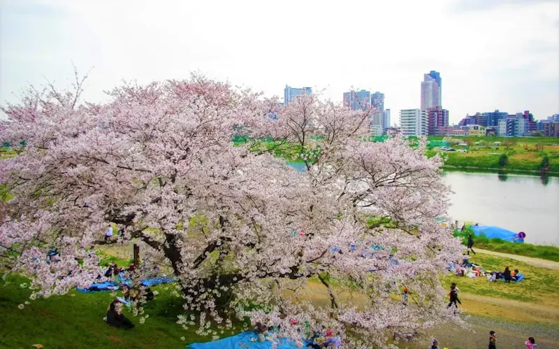 多摩川