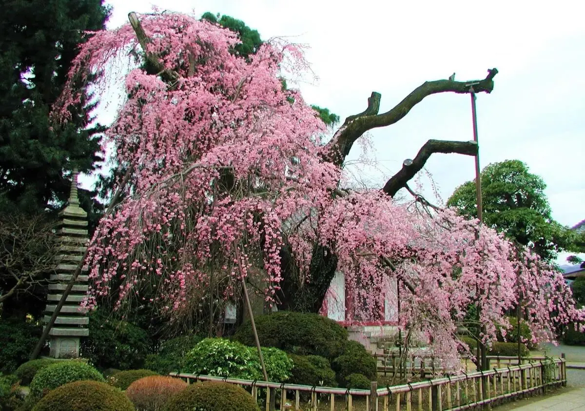 金剛寺（写真 2）