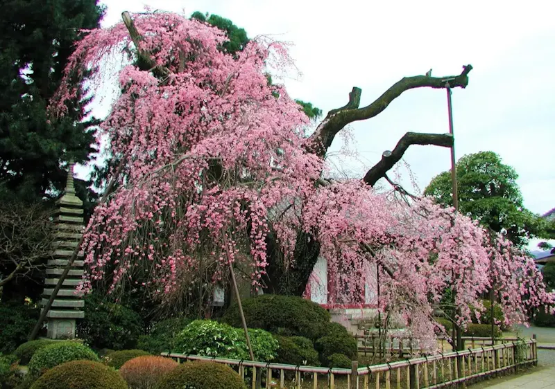 金剛寺