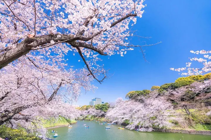春には桜の名所！お花見を楽しもう