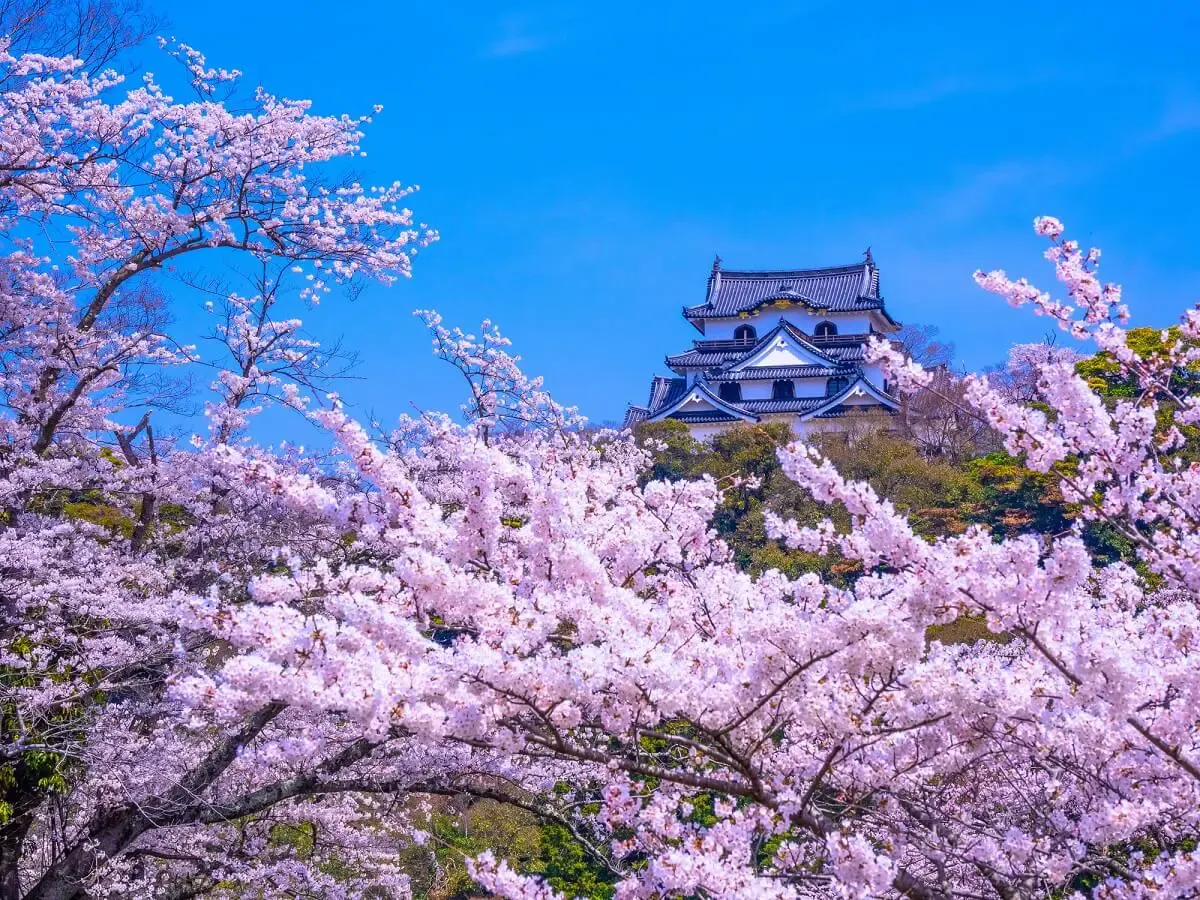 彦根城（写真 2）