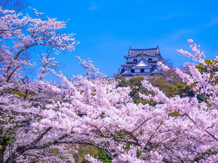 桜の美しさに酔いしれる