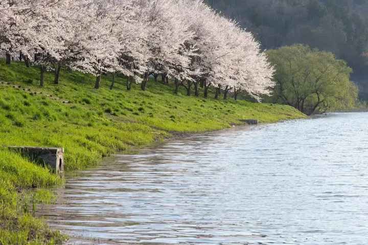 豊富な桜並木が連なる名所!