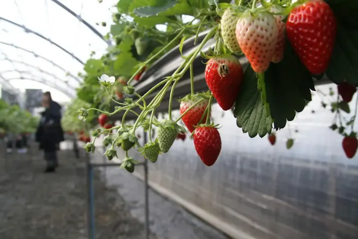 四季折々のフルーツ狩りを楽しめる観光農園