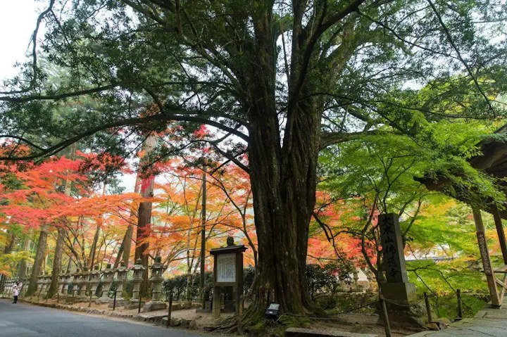 愚中禅師が植えたとされるイヌマキの大木!