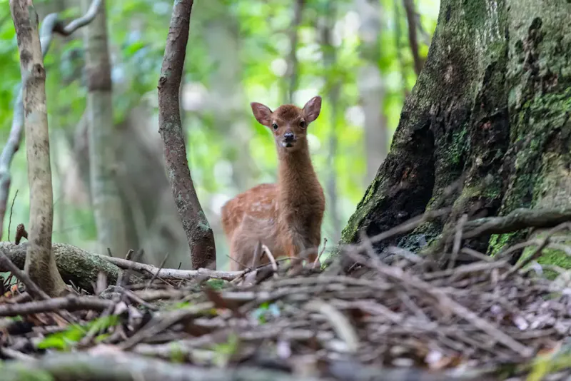 身延山ロープウェイ