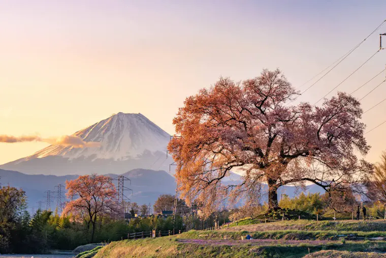 わに塚の桜