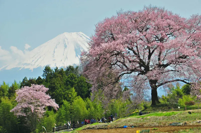 わに塚の桜