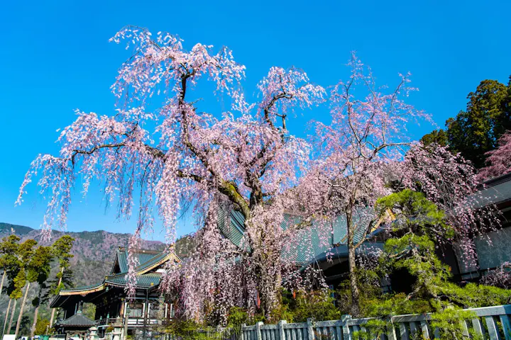 にほん桜の名所100選の一つ