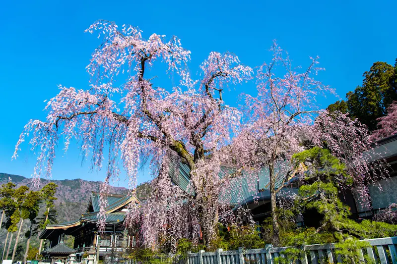身延山久遠寺