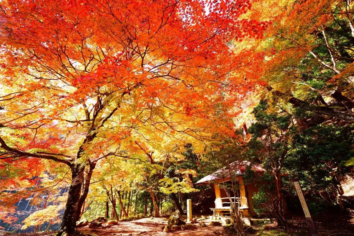 金峯山寺(写真 5)