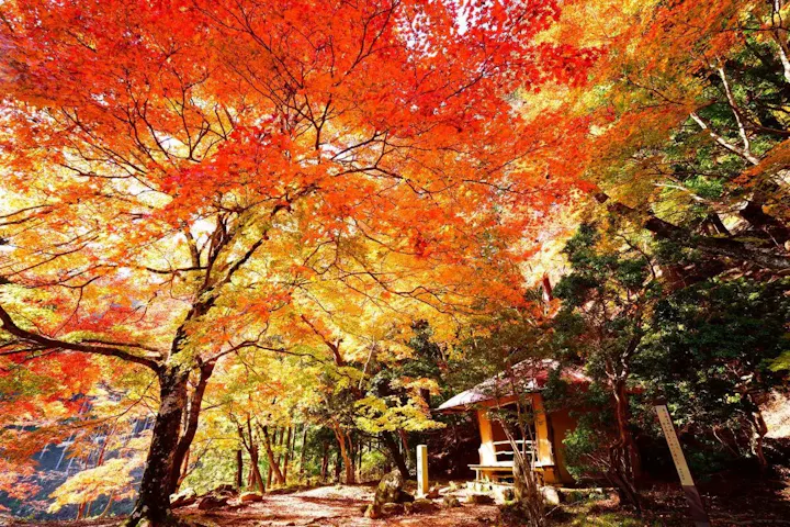 吉野山観光スポット!金峯山寺周辺情報