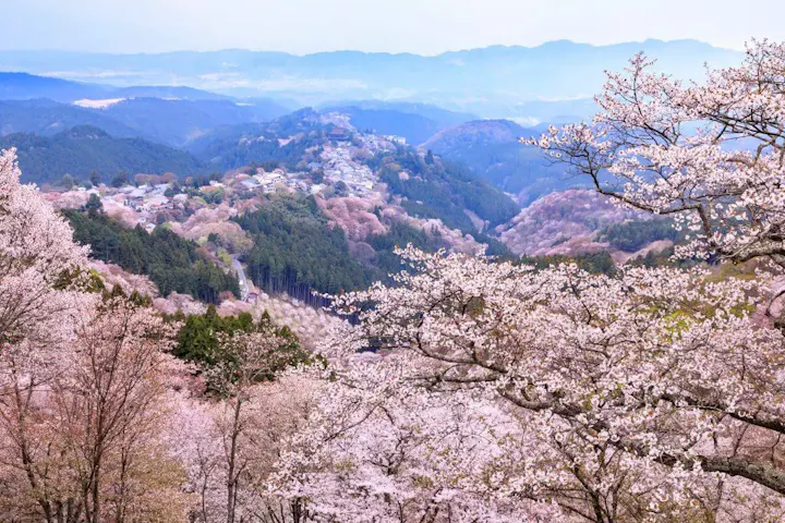 日本一の桜の絶景