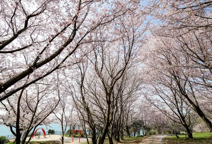 春には美しい桜が咲き誇る公園!