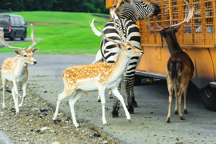 九州自然動物公園アフリカンサファリ