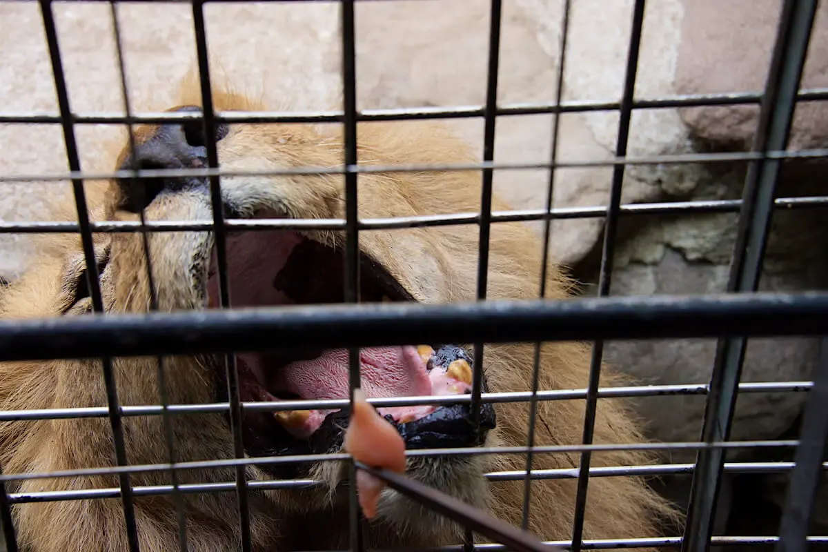 九州自然動物公園アフリカンサファリ(写真 2)