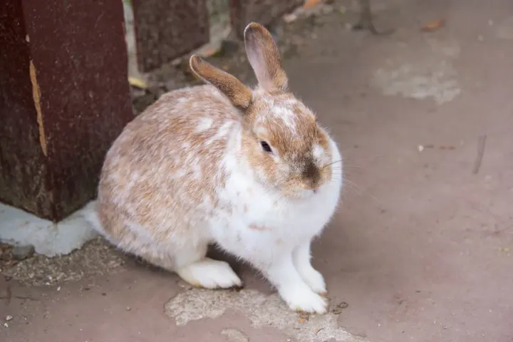 動物達と触れ合いが楽しめるふれあいゾーン