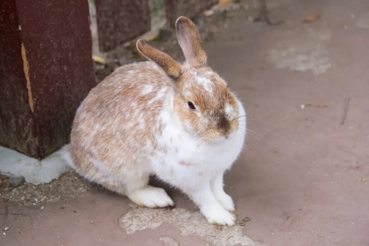 九州自然動物公園アフリカンサファリ(写真 4)