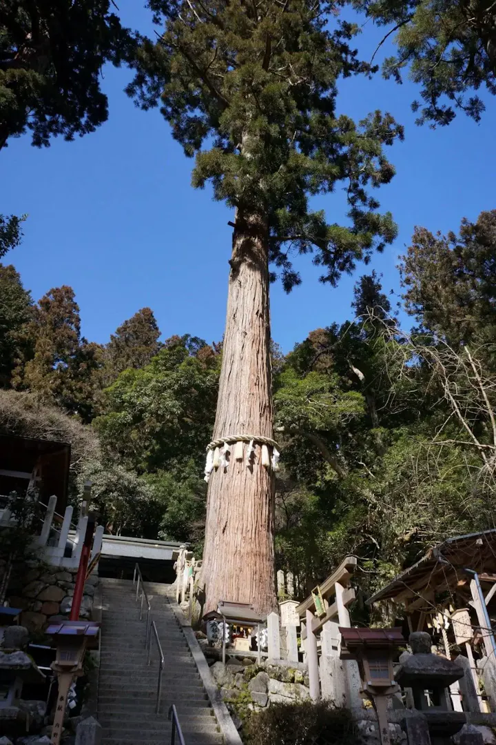 パワースポットの御神木