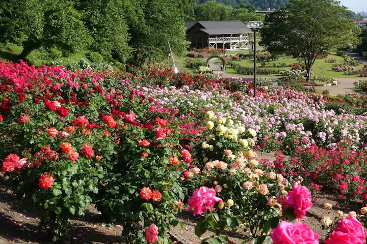 豊富なテーマガーデンで花の饗宴