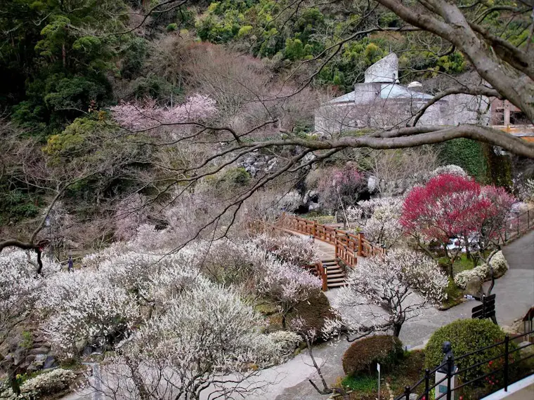 熱海梅園