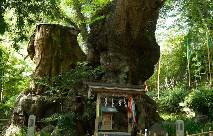 樹齢2,000年超の大楠に癒される