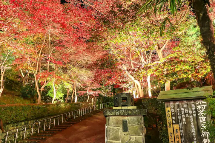 幻想的な雰囲気の中での紅葉ライトアップ