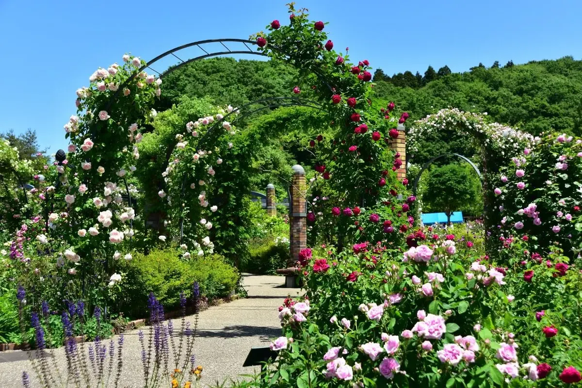 国営越後丘陵公園(写真 4)